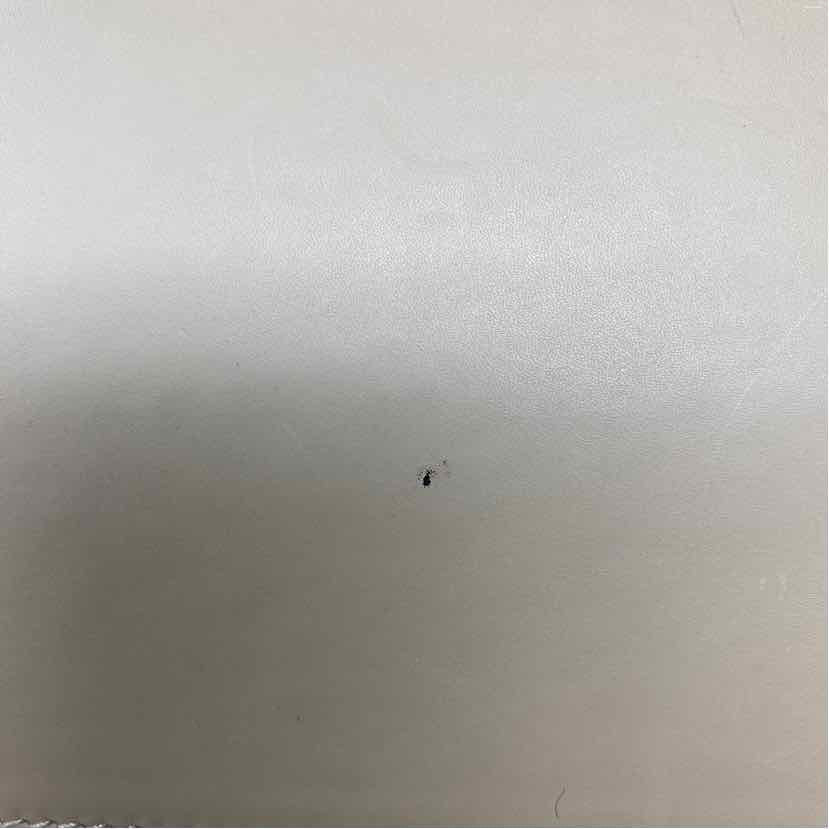 Pre-Owned Gucci Cream Canvas Designer Handbag