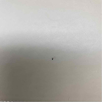 Pre-Owned Gucci Cream Canvas Designer Handbag